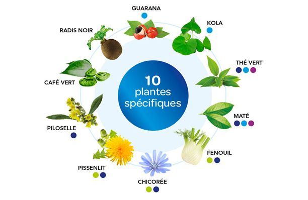 Plantes 4321 Minceur