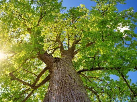 LA COMUNICACIÓN VEGETAL