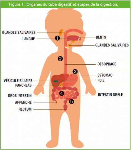 Système digestif d'un enfant