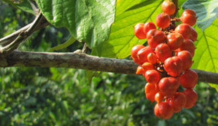 Guaraná