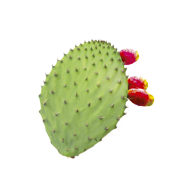 Nopal