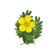 Tribulus