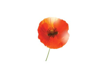 Coquelicot