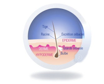 2. Phase de régression ou phase catagène