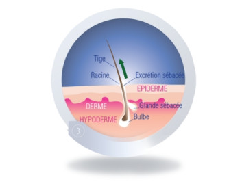 3. Phase d’expulsion ou phase télogène