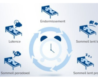 Le cycle du sommeil