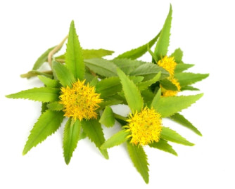  rhodiola (Rhodiola rosea)