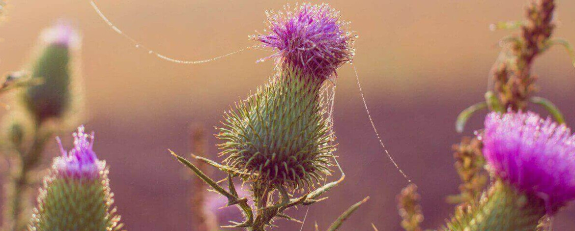 3 plantas para desintoxicar o fígado