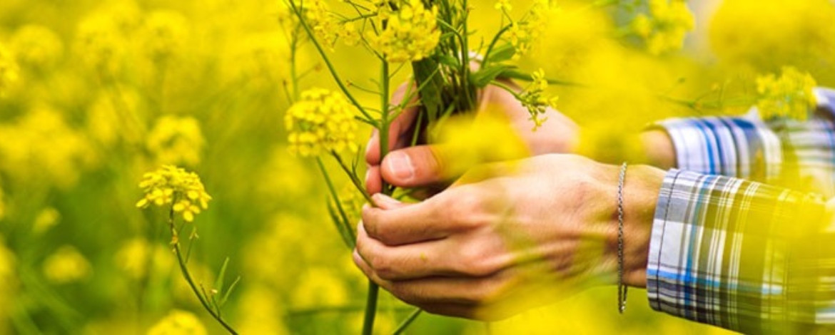 Que plantas escolher para as suas articulações?