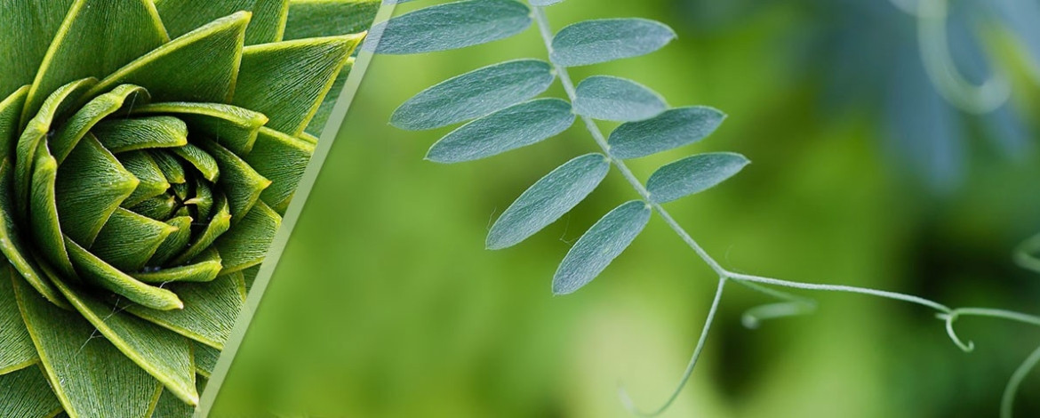 Los sentidos de las plantas - Banner 